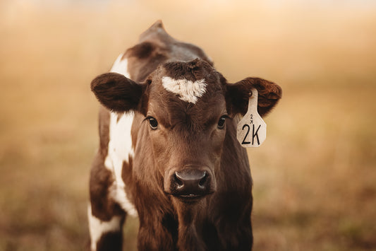 "SPECIAL LITTLE GUY"