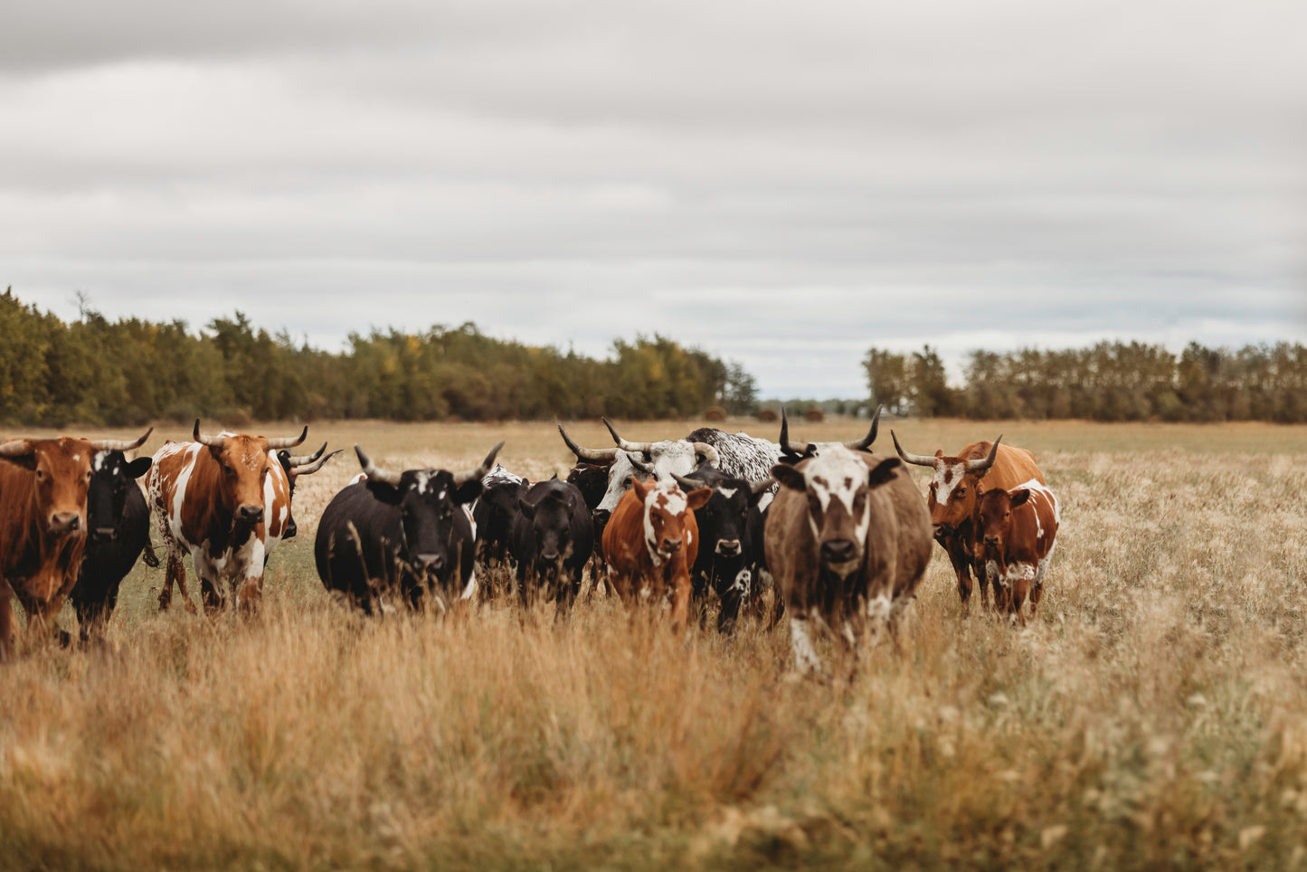 "'TIL THE COWS COME HOME"