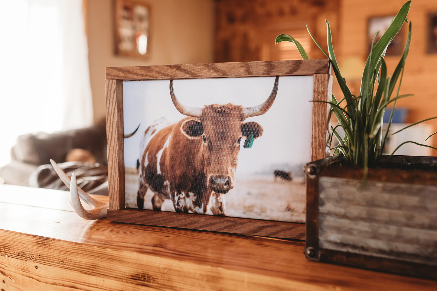 "CURIOUS 1" Framed Canvas