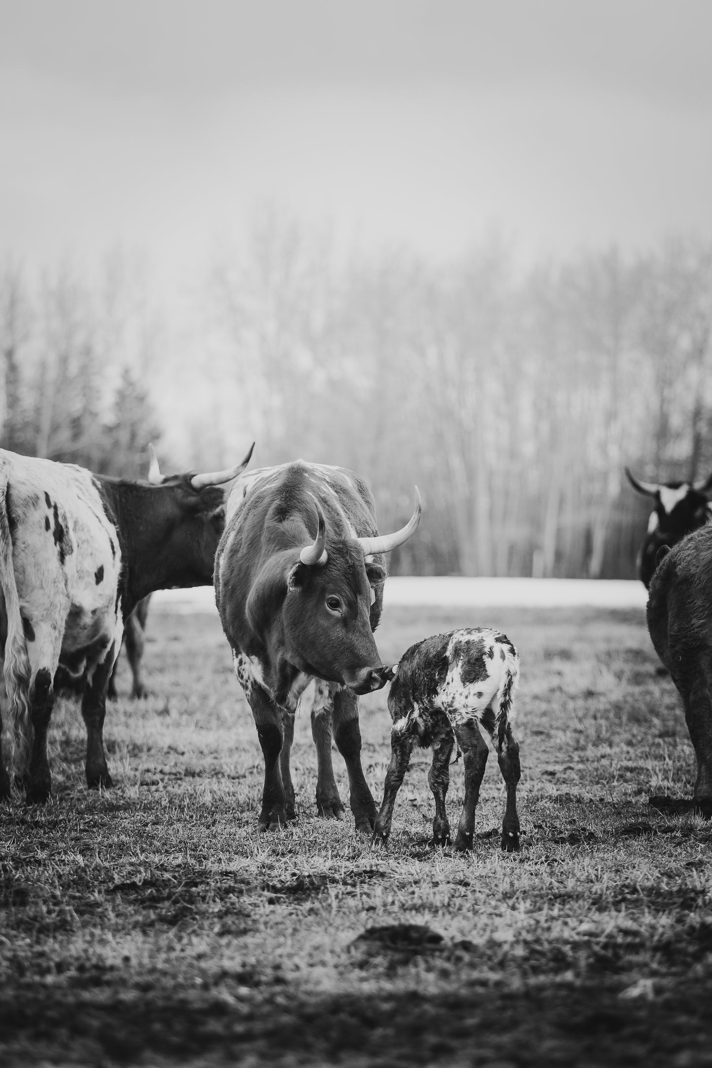 "FIRST STEPS" Black + White