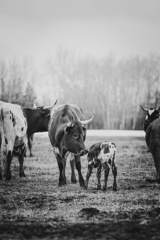 "FIRST STEPS" Black + White