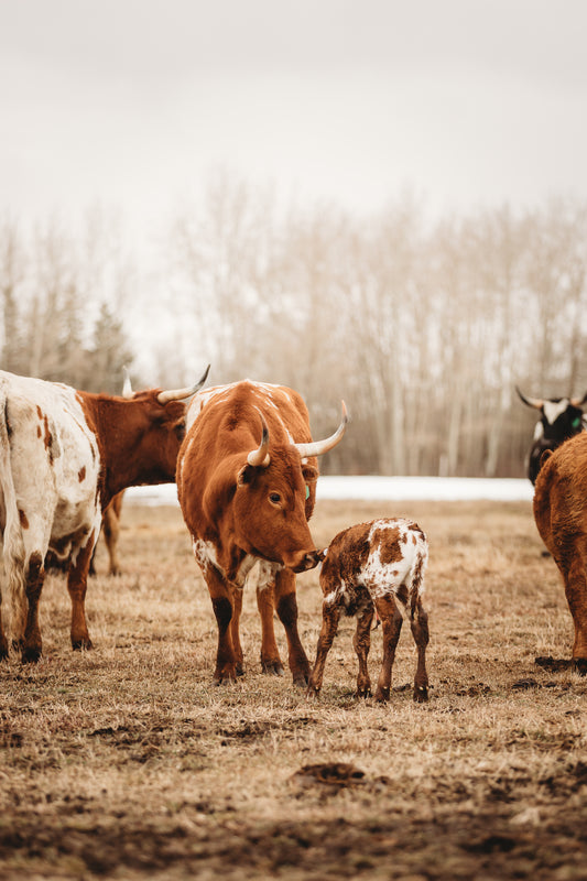 "FIRST STEPS" Colour