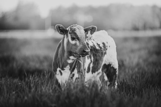 "SPECKLE PARK SUNDOWN"