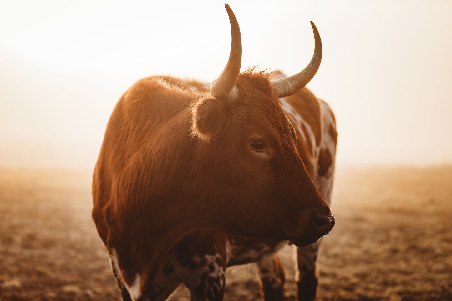 "AMARILLO BY MORNING"